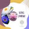 Lotus Symfoni olie - Image 2